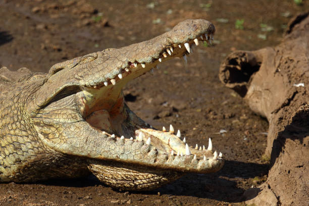 Nilkrokodil / Nile crocodile / Crocodylus niloticus