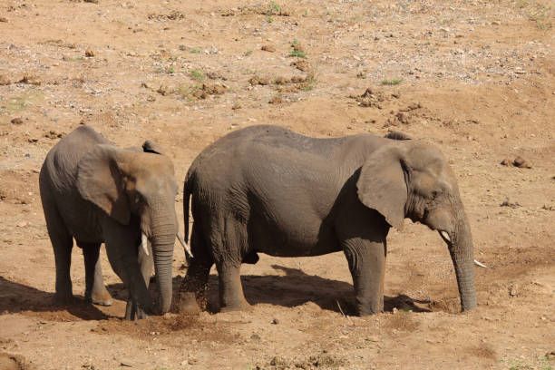 istock Afrikanischer Elefant / African elephant / Loxodonta africana 2201216874