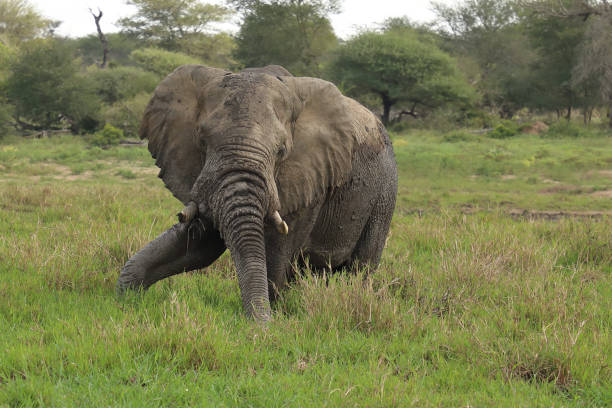 Afrikanischer Elefant im Schlamm / African elephant in the mud / Loxodonta africana