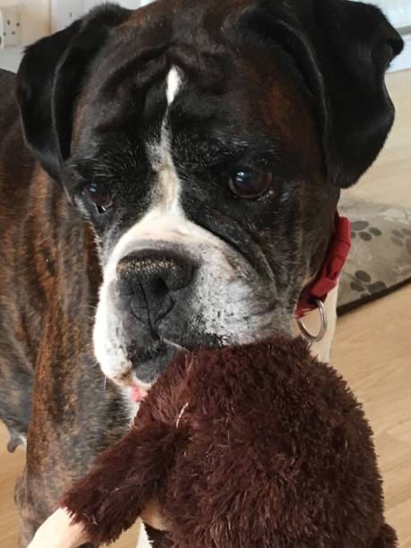 istock Brindle boxer dog with toy in mouth 2201220852