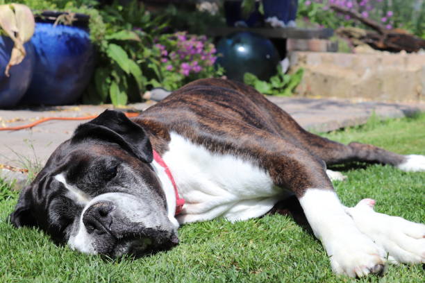 Flashy brindle boxer dog in garden asleep