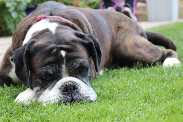 Elderly brindle boxer dog resting in the garden