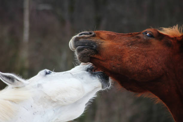 Close up of two horses nibbling each other