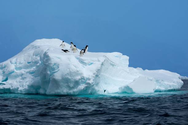 istock Adelie penguins on an Antarctic iceberg. 2201222432