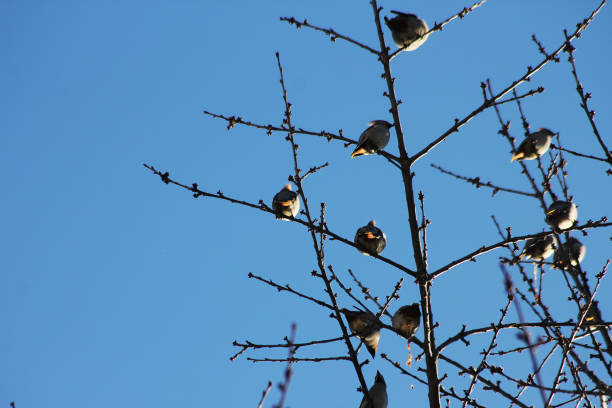 Bohemian waxwing birds sitting in a tree and are popping