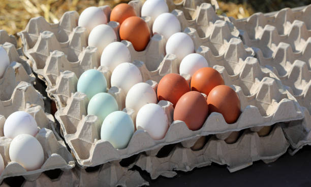 istock chicken eggs with shells of various shades collected from an organic farm and arranged on cardboard egg cartons to prevent breakage 2201229970