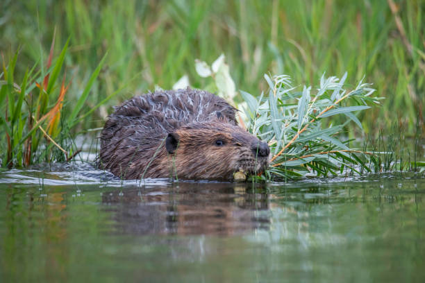 istock Closeup low angle portrait of a beaver feeding 2201230039