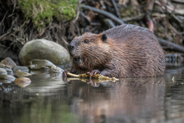 istock Closeup low angle portrait of a beaver feeding 2201230050