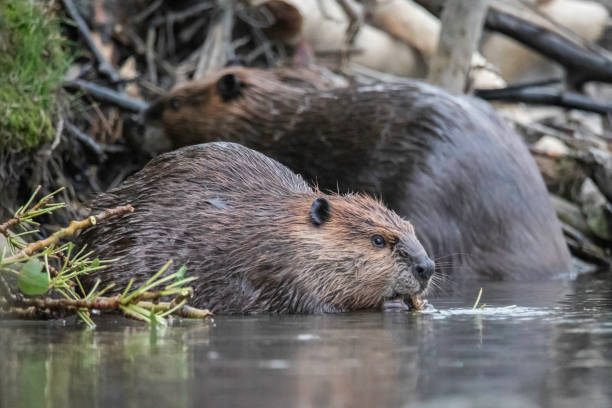 istock Closeup low angle portrait of a beaver feeding 2201230066