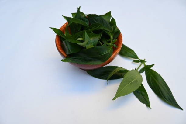 istock Andrographis paniculata leaves in wooden bowl. 2201230190