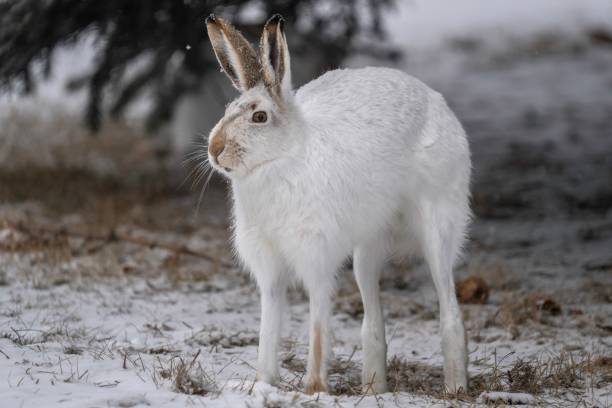 Free picture: jackrabbit, rabbit, snow
