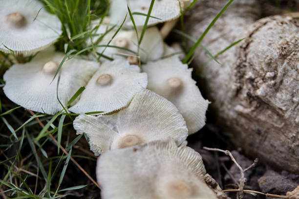 istock Group of wild mushroom growing in forest 2201231128
