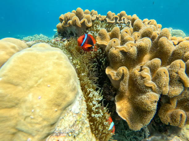 istock Ocellaris clownfish featured in the films 