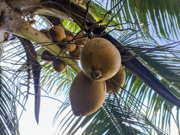 istock Tropical Close-Up of Ripe Coconuts on a Palm Tree 2201231251