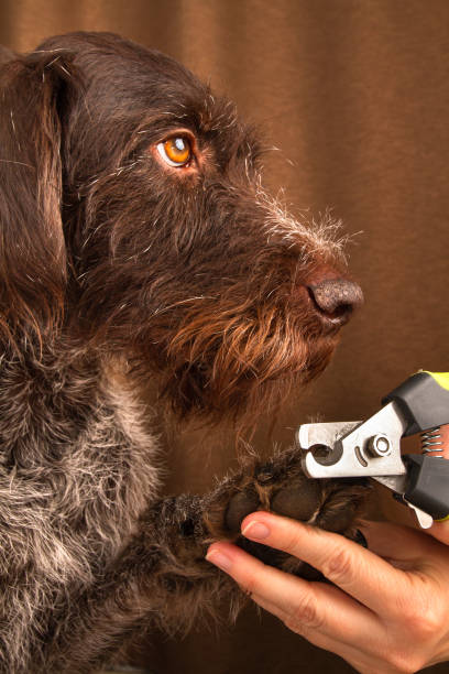 istock The dog is sitting and its owner is trimming its claws 2201231820