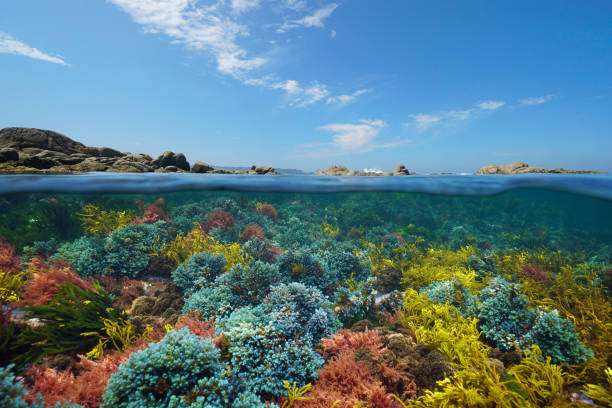 istock Algae colors underwater in the sea with blue sky Atlantic ocean 2201232760