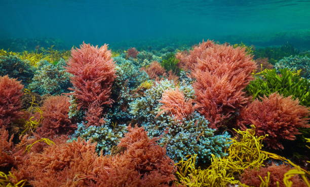istock Algae colors underwater in the ocean Atlantic seaweeds 2201232761