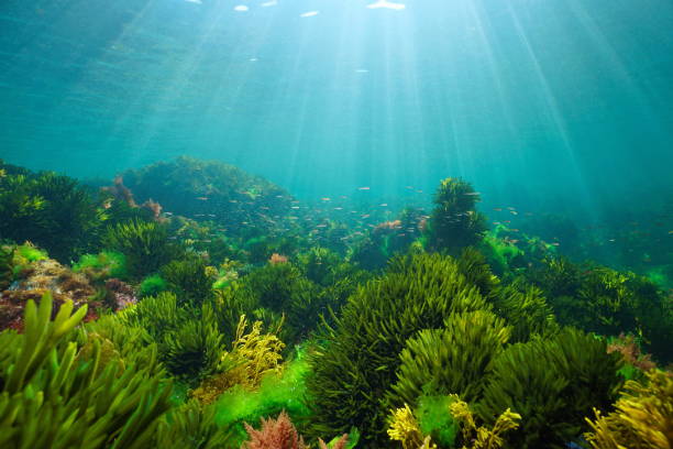 istock Algae on the ocean floor with natural sunlight underwater seascape 2201232762