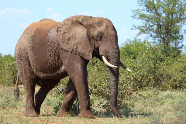 istock Afrikanischer Elefant / African elephant / Loxodonta africana 2201232924