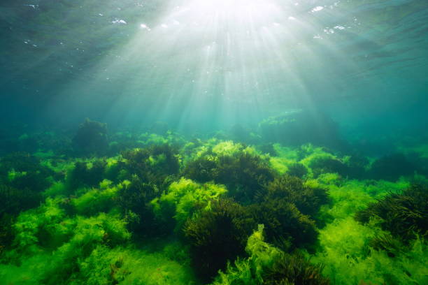 Algae with sunlight underwater seascape Atlantic ocean natural scene