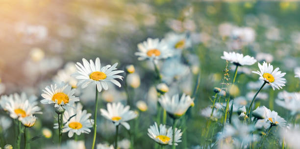 istock Field of daisies, daisy flowers lit by sun rays in meadow 2201234055