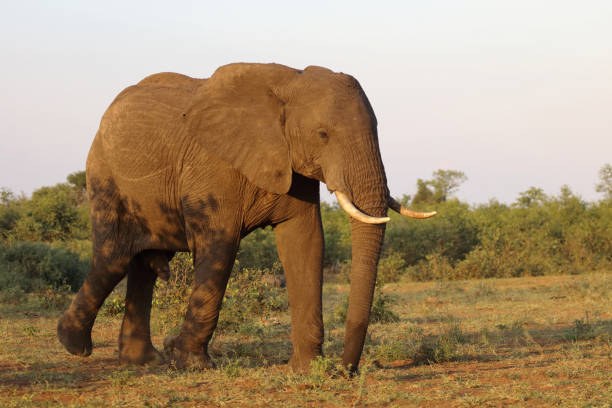 istock Afrikanischer Elefant / African elephant / Loxodonta africana 2201234155