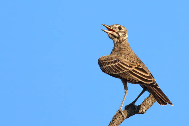 istock Drossellerche / Dusky lark / Pinarocorys nigricans 2201234399