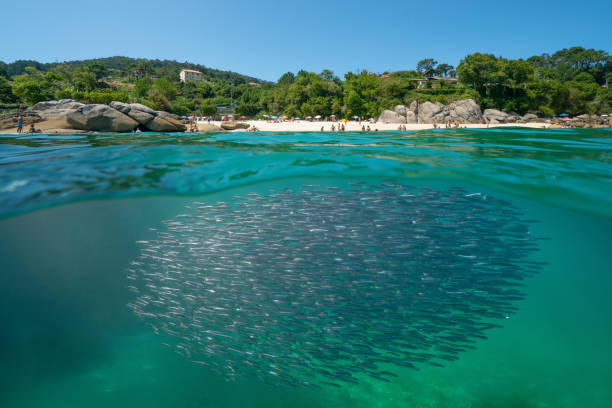 istock Anchovy fish school underwater with beach Atlantic coast of Spain 2201234428