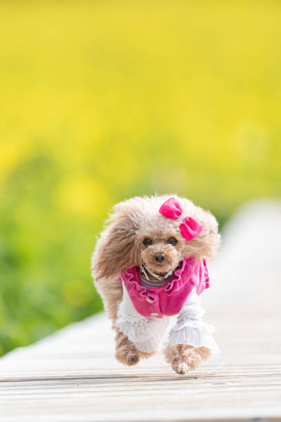 Cute pet dog running on the sidewalk