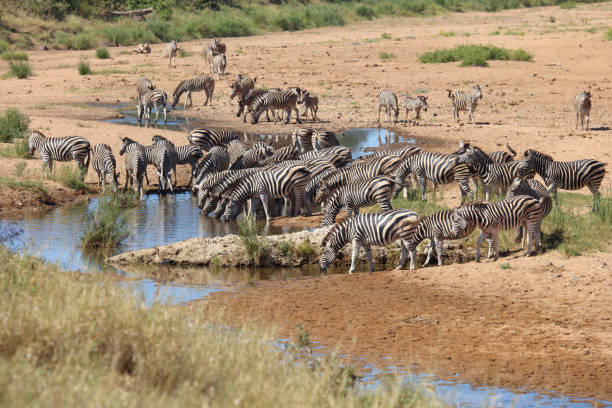 istock Steppenzebra im Tsendze River/ Burchell's zebra in Tsendze River / Equus quagga burchellii 2201234861