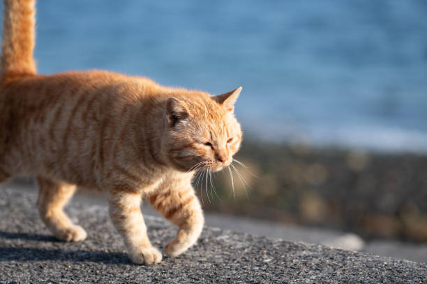 istock Cute cat walking on the embankment 2201234866