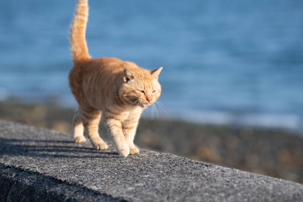 istock Cute cat walking on the embankment 2201234881