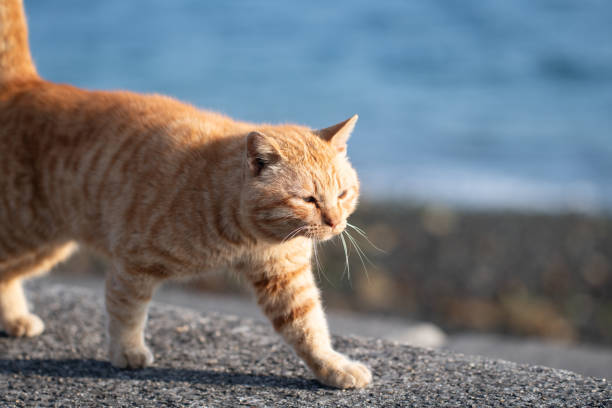 istock Cute cat walking on the embankment 2201234913