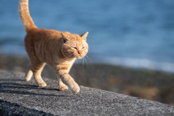 istock Cute cat walking on the embankment 2201234921