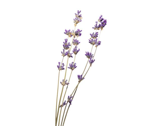 Free picture: lavender, flower, discrete, blossoms