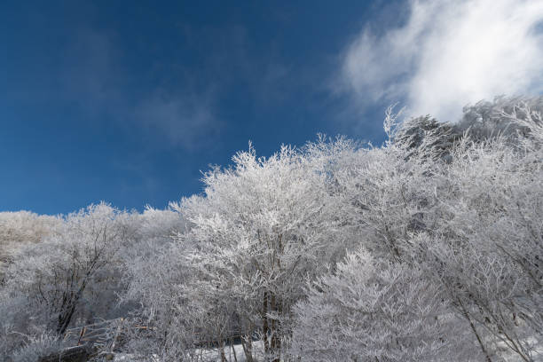 Blue sky and beautiful frosted forest