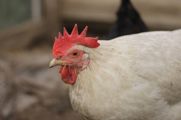 istock Close-up of a white chicken with a red comb on farm 2201235461
