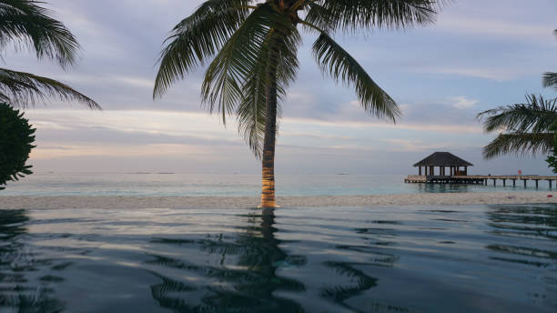 Tranquil scene of a palm tree reflecting in an infinity pool overlooking a white sand beach and a wooden pier at sunset, creating a serene and luxurious vacation atmosphere in the maldives