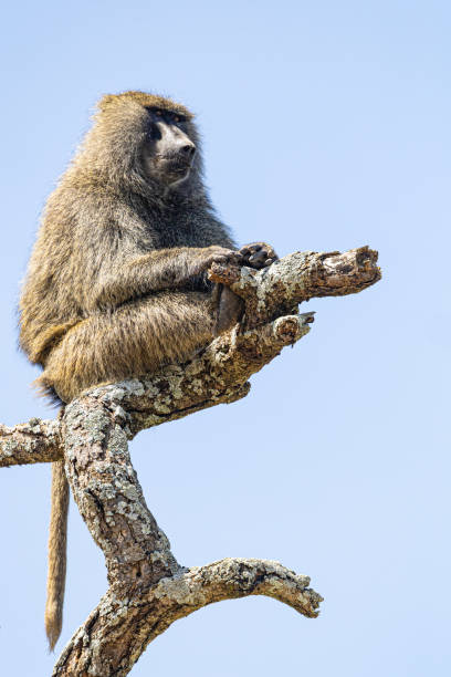 istock Olive Baboon, Papio anubis: Tanzania 2201235592