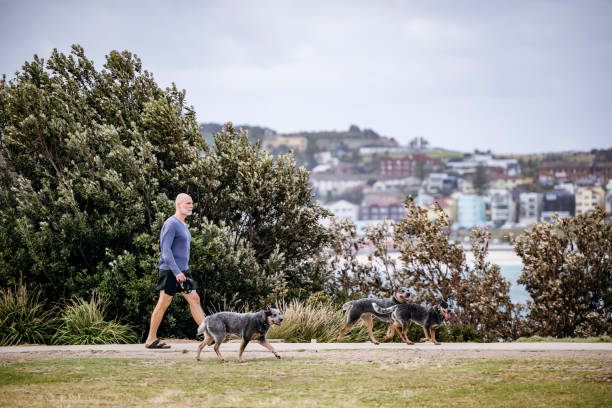 Man in his 60s out for daily morning walk with three Australian Cattle Dogs, active lifestyle, morning routine, wellbeing