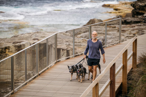 Man in his 60s out for daily morning walk with three pet Blue Heelers on wooden walkway