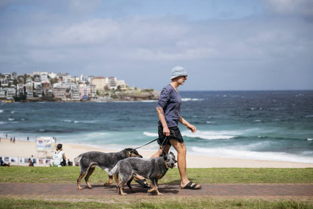 Man in his 60s out for daily morning walk with three Blue Heelers, active lifestyle, morning routine, wellbeing