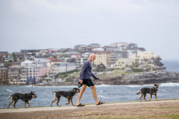 Man in his 60s out for daily morning walk with Australian Cattle Dog, wellbeing, exercising, fitness