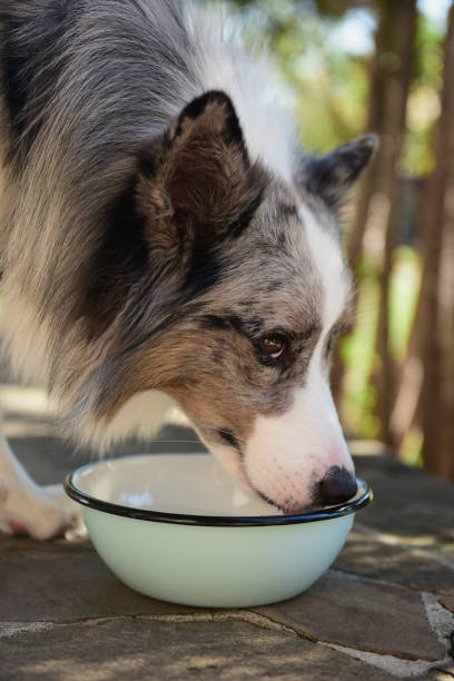 istock Border Collie drinking water from a bowl. Thirsty and active herding dog staying hydrated outdoors, close-up of muzzle and fur in natural light. 2201240674