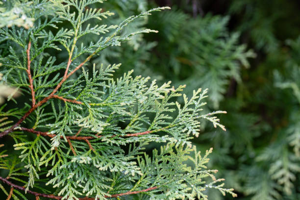 istock Thuja occidentalis close-up. Green thuja tree branches, background. 2201241858