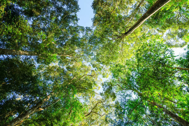istock Bottom-up view green mangrove forest canopy. Natural carbon sink fight climate change. Sustainability in carbon-neutral ecosystems. 2201243259