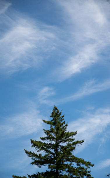 Lonely pine tree standing out against blue sky in canada