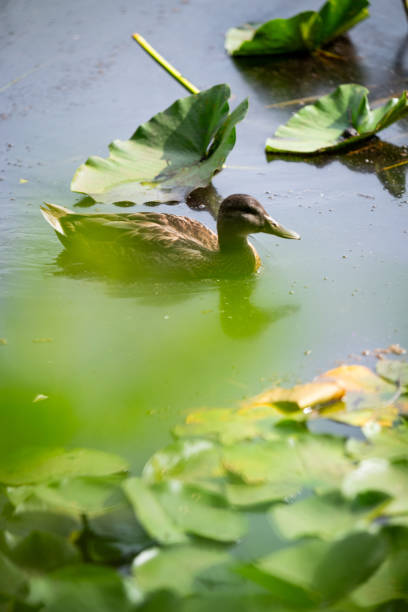 Wild duck swims peacefully on a pond covered with water lilies