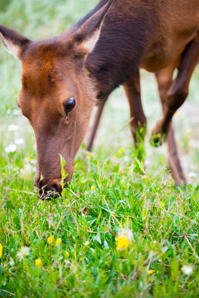 White Tail Deer