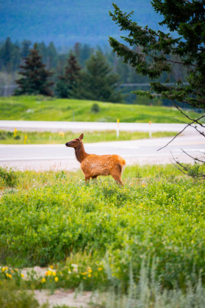 Young elk grazes near a highway in the canadian wilderness, showcasing the coexistence of wildlife and human infrastructure